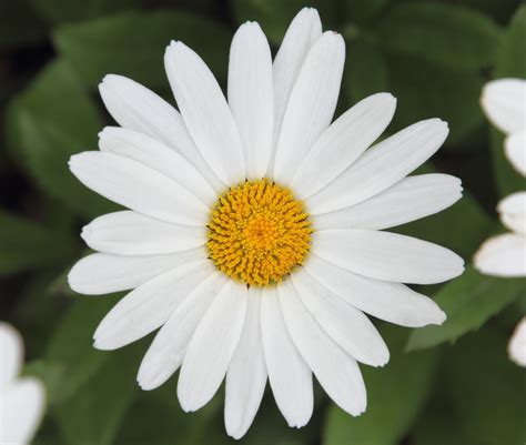 bdais|Big Daisy .